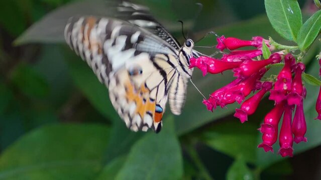 Close up of a admiral butterfly flying around a flower on a sunny day in slow motion.