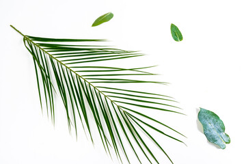 Beautiful natural exotic green leaves. White background.