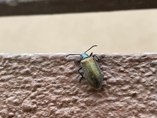 black,insect,nature,,bug,vegetable,green,red,