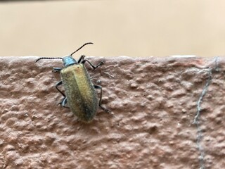 black,insect,nature,,bug,vegetable,green,red,