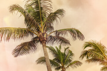 Fototapeta na wymiar Tropical Palms with Vintage Filter Effect, summer sunset colors, Coconut Palm trees view from below with colorful sky background, aesthetic atmospheric landscape, warm tones