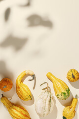 Decorative ornamental pumpkins on beige background, leaves sun shadow, copyspace. Autumn still...
