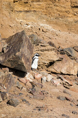 A nice photo of Magellanic penguin
