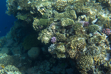 Naklejka na ściany i meble A nice photo of coral reef
