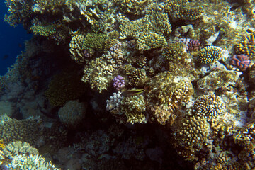 Naklejka na ściany i meble A nice photo of coral reef