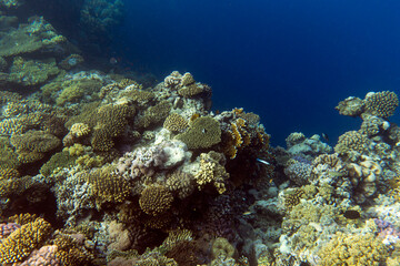A nice photo of coral reef