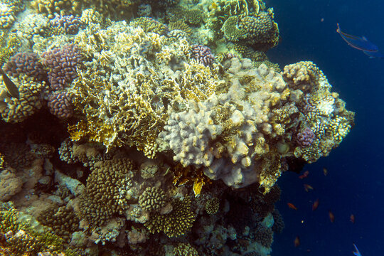 A nice photo of coral reef