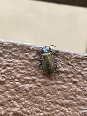 black,insect,nature,,bug,vegetable,green,red,