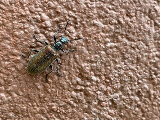 black,insect,nature,,bug,vegetable,green,red,
