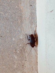 black,insect,nature,,bug,vegetable,green,red,