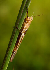 grasshopper on a leaf