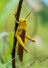grasshopper on a leaf