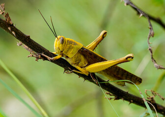 grasshopper on the grass