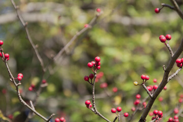 Fototapeta na wymiar アオハダの実。落葉した秋から冬にも見られる赤が鮮やかな実。
