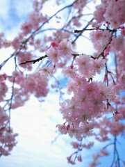 宝山湖公園の桜2024【香川県三豊市】5
