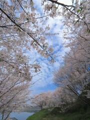 宝山湖公園の桜2024【香川県三豊市】8
