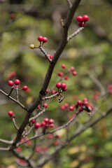 Fototapeta na wymiar アオハダの実。落葉した秋から冬にも見られる赤が鮮やかな実。