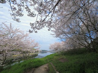 宝山湖公園の桜2024【香川県三豊市】12