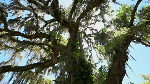 Spanish Moss on large tree with sun