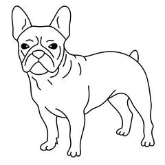 french bulldog