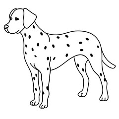 dalmatian