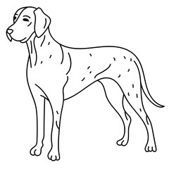 great dane