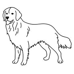 golden retriever