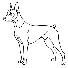 doberman