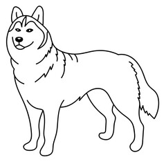 siberian husky