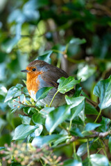 Robin Red Breast (Erithacus rubecula) - Europe, western Asia & North Africa