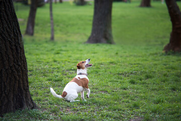 jack russell terrier in park 