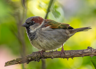 House Sparrow (Passer domesticus) - Found worldwide
