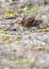 House Sparrow (Passer domesticus) - Found worldwide