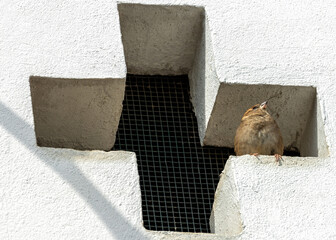 House Sparrow (Passer domesticus) - Found worldwide