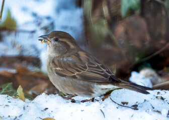 House Sparrow (Passer domesticus) - Found worldwide