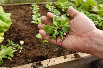 farmer holding a bunch of small radish plants that have grown close together in the vegetable garden