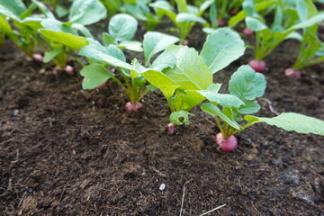 growing radishes on fertile soil ready for harvesting in the greenhouse. ripe radish plant