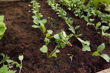 small radish plants taken out of the crop, thinning radish crop