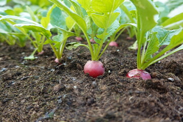 close-up view of mature radish plant ready for harvesting on fertile soil