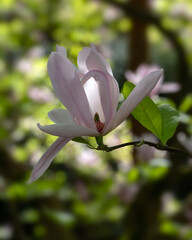 Closeupo of open flower of Magnolia 'Pinkie' in a garden in Spring