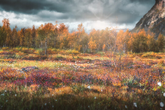 Sun over the autumn moorland (Kebnekaise - Nikkaluokta - Sweden)