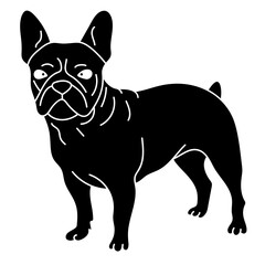 french bulldog