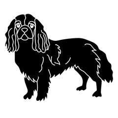 cavalier king charles spaniel