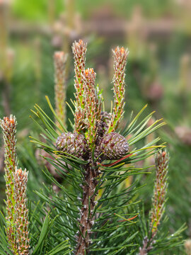 Closeup of needles and cones of Pinus mugo 'Humpy' in a garden in Spring
