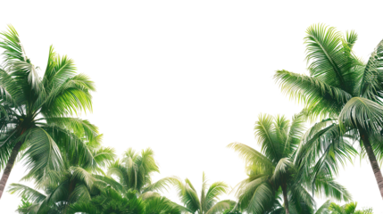 coconut leaves on white background