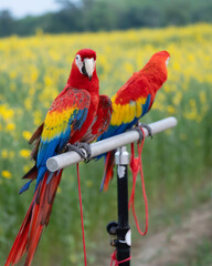 Scarlet Macaw  standing on aluminum rod