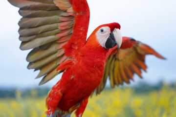 Scarlet Macaw  standing on aluminum rod