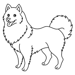 samoyed