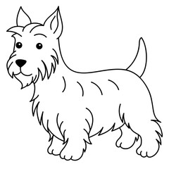 scottish terrier