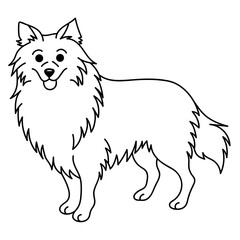 shetland sheepdog